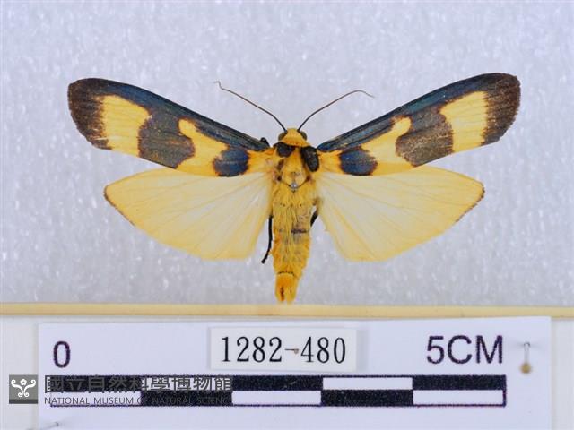 閃光苔蛾藏品圖，第1張