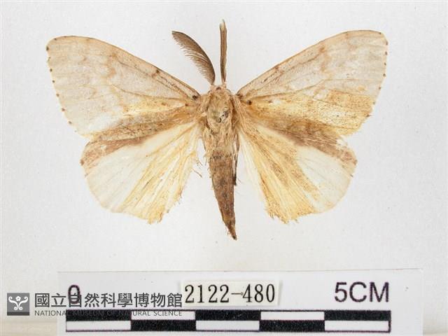 木毒蛾藏品圖，第1張