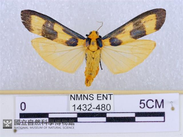 閃光苔蛾藏品圖，第1張