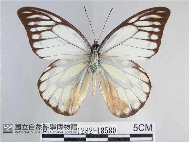 鋸粉蝶藏品圖，第1張