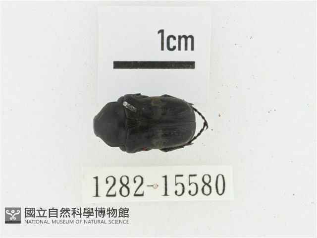 橫斑黑花金龜藏品圖，第1張