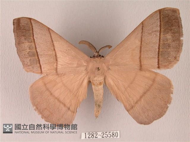 黑胸帶蛾藏品圖，第1張