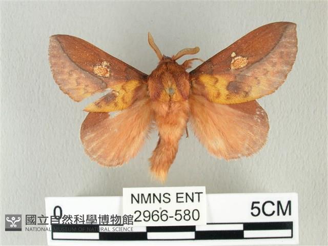 竹黃斜帶枯葉蛾藏品圖，第1張