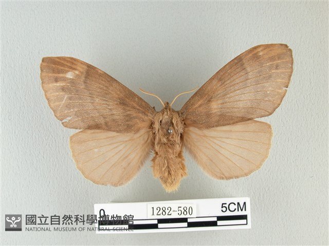 波紋枯葉蛾藏品圖，第1張