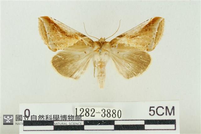 印華波紋蛾藏品圖，第1張