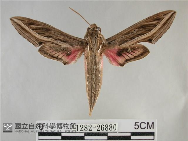 銀條斜線天蛾藏品圖，第1張