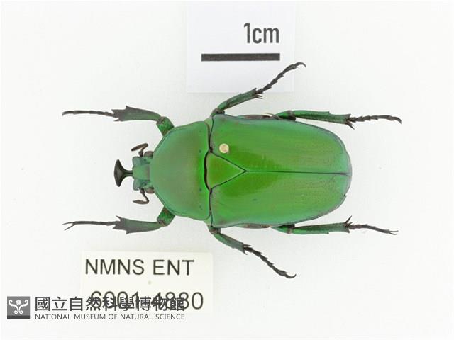 臺灣扇角金龜藏品圖，第1張