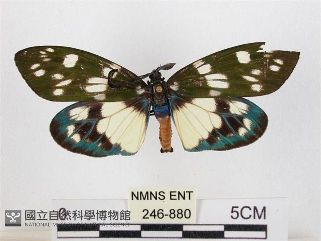 蓬萊茶斑蛾藏品圖，第1張