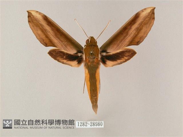 綠背斜紋天蛾藏品圖，第1張