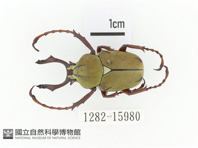 臺灣角金龜藏品圖，第1張