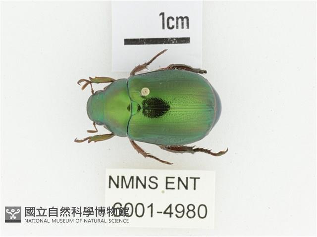 綠艷金龜藏品圖，第1張