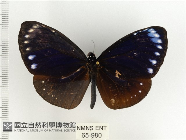 小紫斑蝶藏品圖，第1張