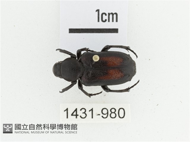 臺灣跗花金龜藏品圖，第1張