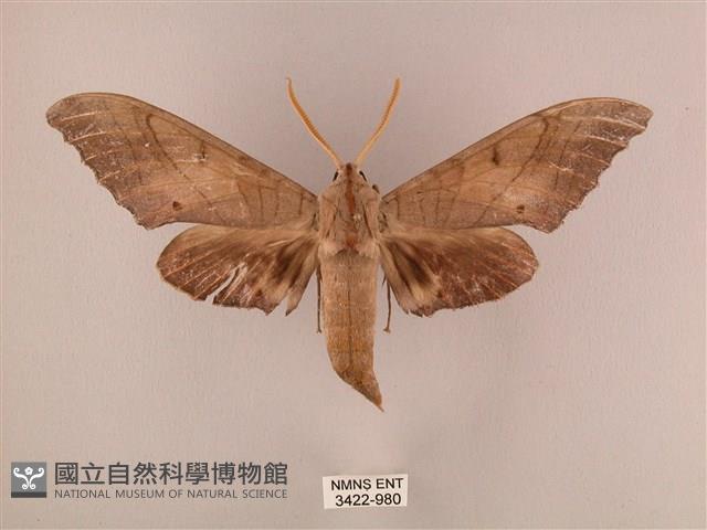 栗六點天蛾藏品圖，第1張