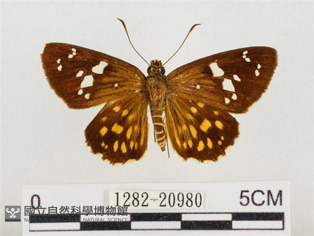臺灣流星弄蝶藏品圖，第1張