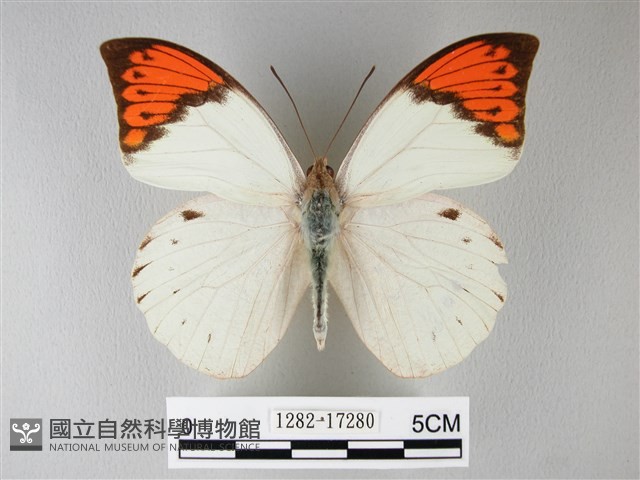 橙端粉蝶、端紅蝶藏品圖，第1張
