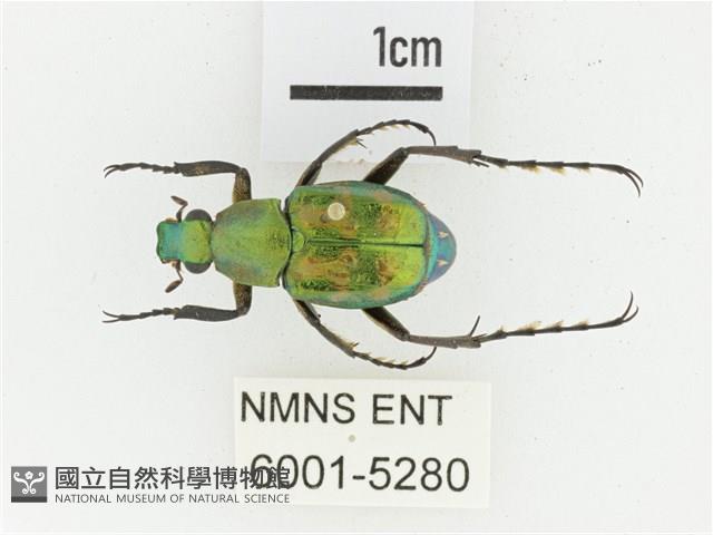 綠艷長腳花金龜藏品圖，第1張