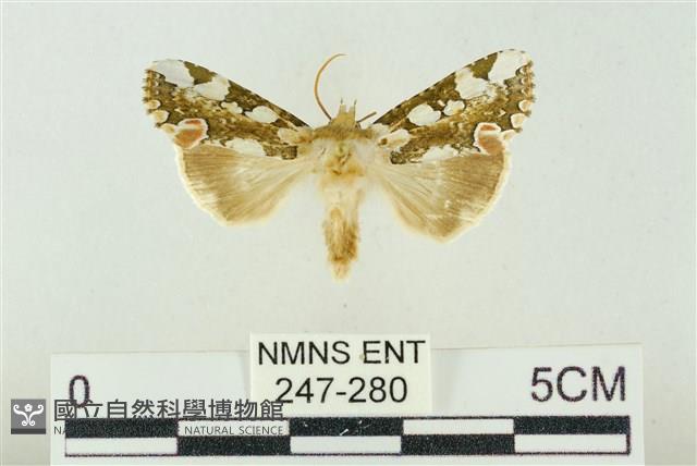 連珠波紋蛾藏品圖，第1張