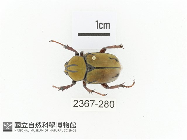 臺灣角金龜藏品圖，第1張