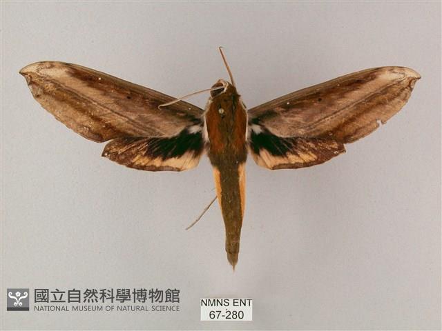 綠背斜紋天蛾藏品圖，第1張