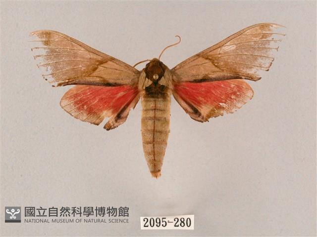 榆綠天蛾藏品圖，第1張