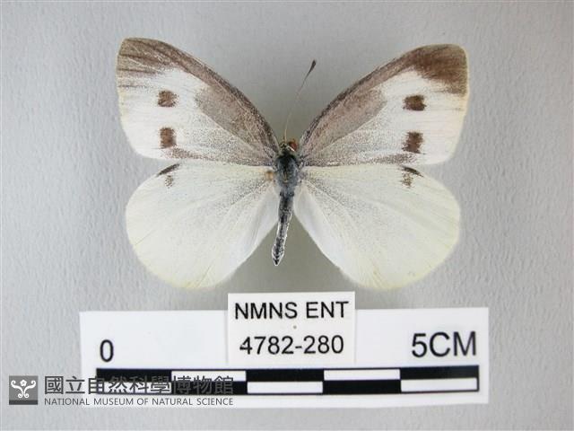 白粉蝶、紋白蝶藏品圖，第1張