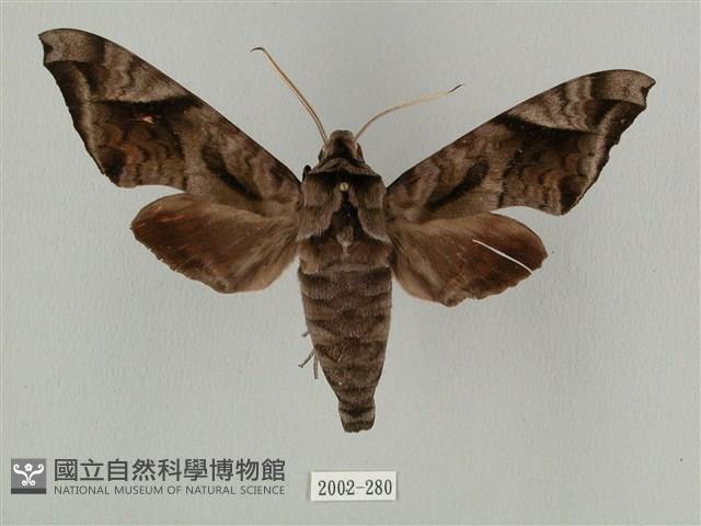 全緣缺角天蛾藏品圖，第1張