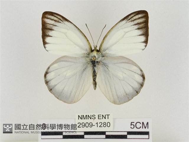 淡褐脈粉蝶藏品圖，第1張