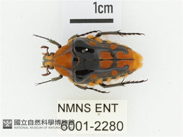 臺灣瘦花金龜藏品圖，第1張