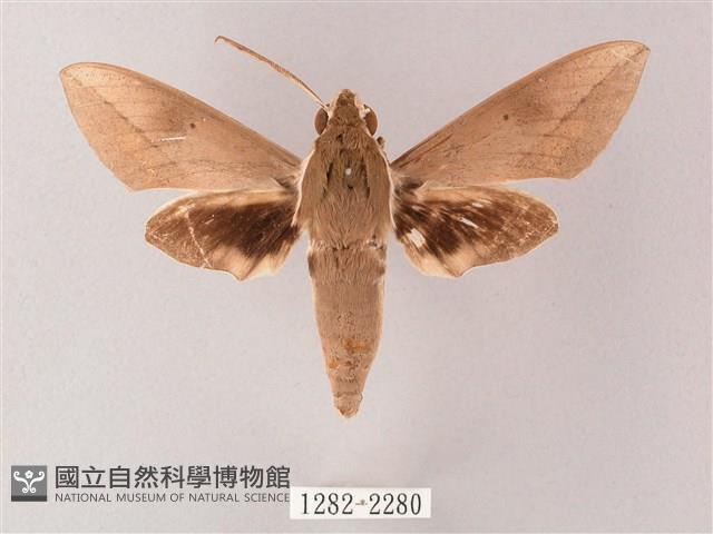 藏斜紋天蛾藏品圖，第1張