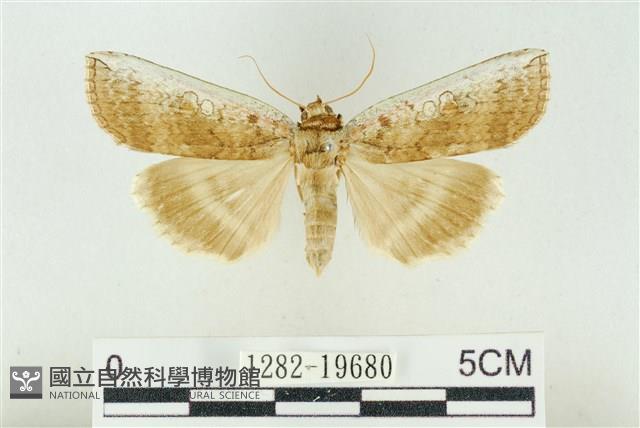 臺洒波紋蛾藏品圖，第1張