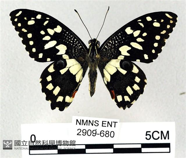 花鳳蝶、無尾鳳蝶藏品圖，第1張