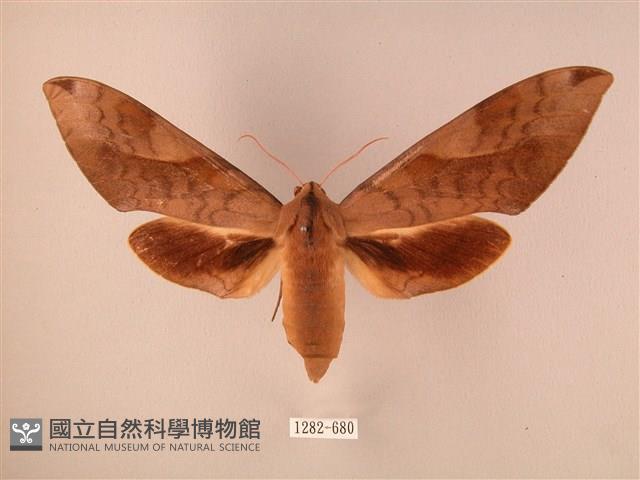 波紋豆天蛾藏品圖，第1張