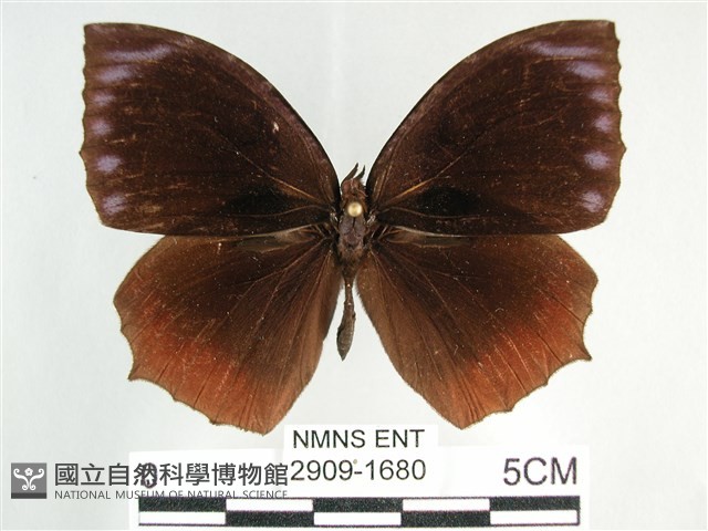 藍紋鋸眼蝶藏品圖，第1張