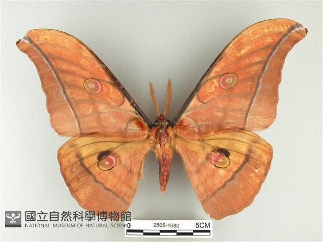 大透目天蠶蛾藏品圖，第1張
