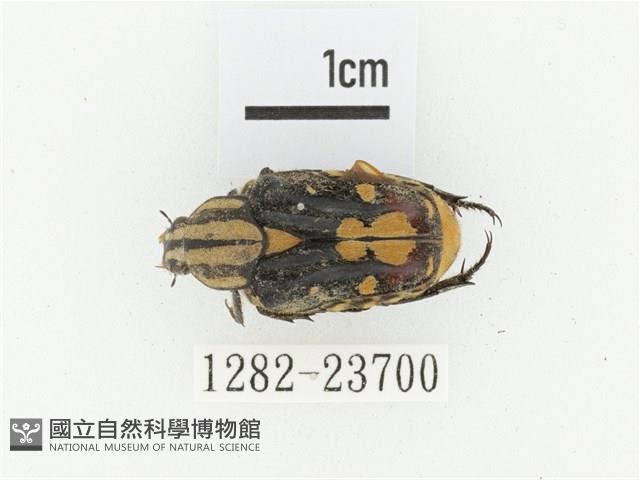 黃斑陷紋金龜藏品圖，第1張