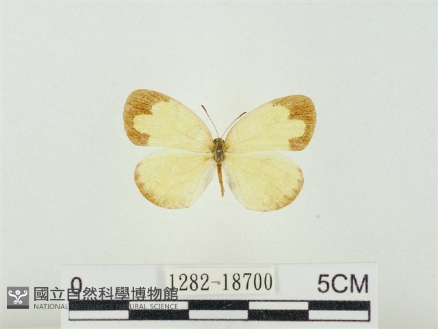 淡色黃蝶藏品圖，第1張