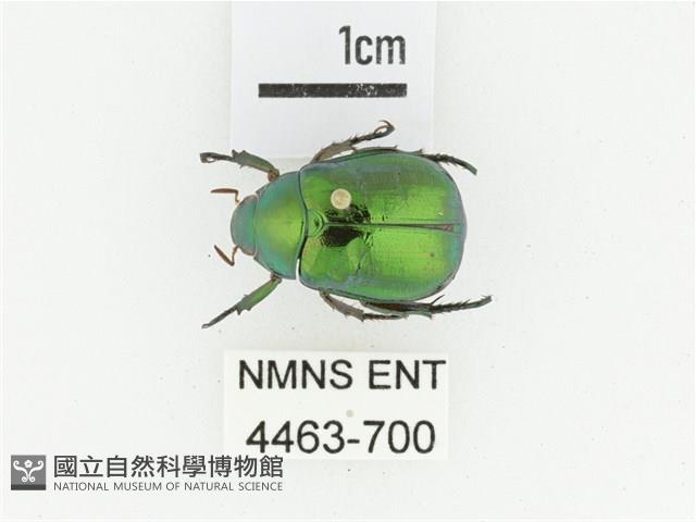 艷金龜藏品圖，第1張