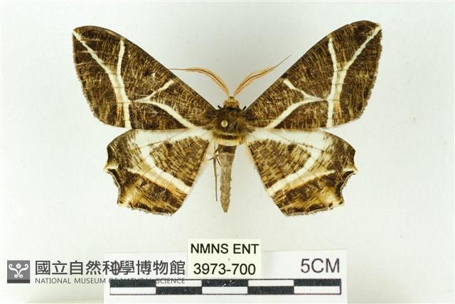 樹形尺蛾藏品圖，第1張