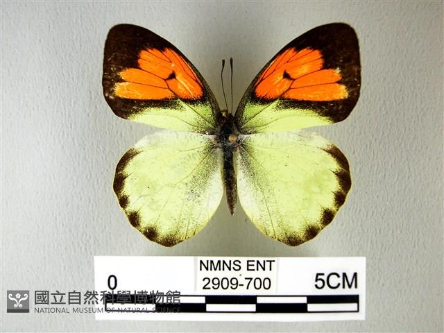 異粉蝶、雌白黃蝶藏品圖，第1張