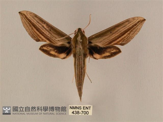 棕綠背線天蛾藏品圖，第1張