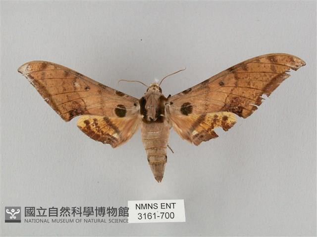 圓斑鷹翅天蛾藏品圖，第1張