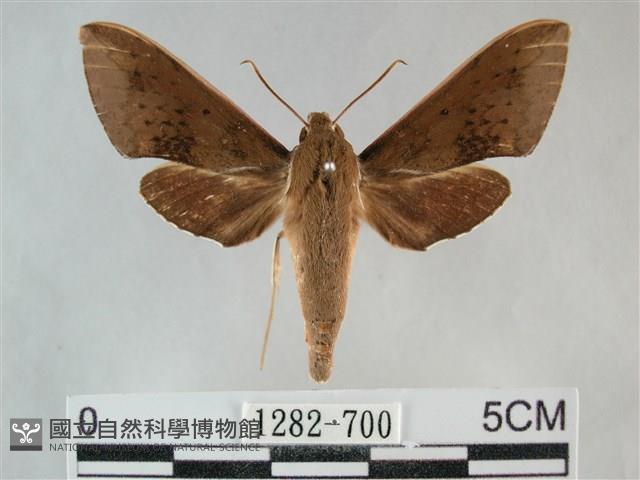 隱紋白肩天蛾藏品圖，第1張