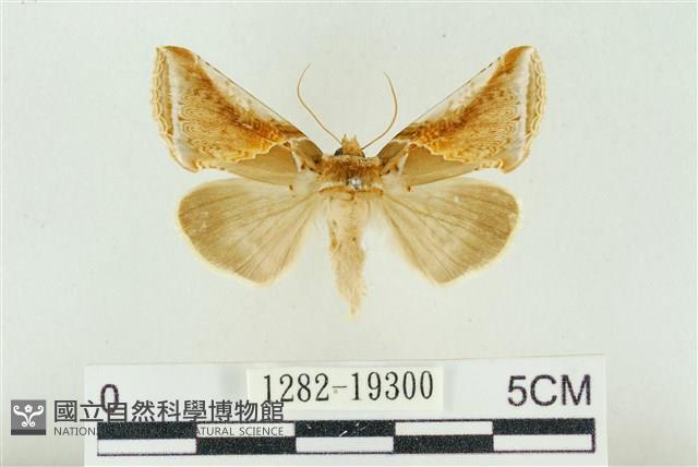 印華波紋蛾藏品圖，第1張