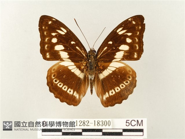 白圈線蛺蝶藏品圖，第1張