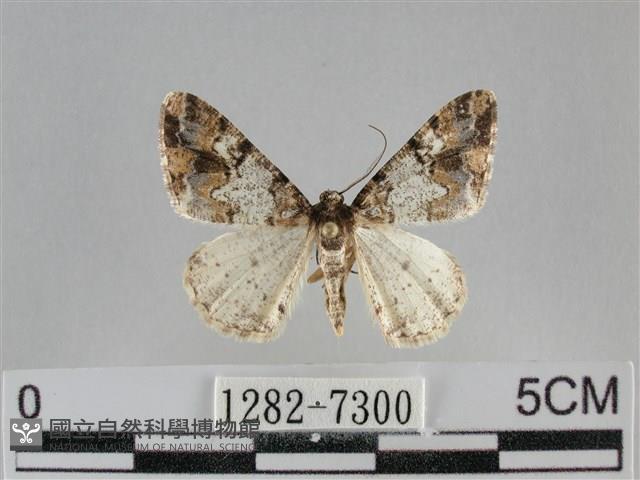 雙峰霜尺蛾藏品圖，第1張