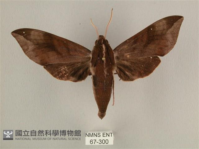 背中白天蛾藏品圖，第1張