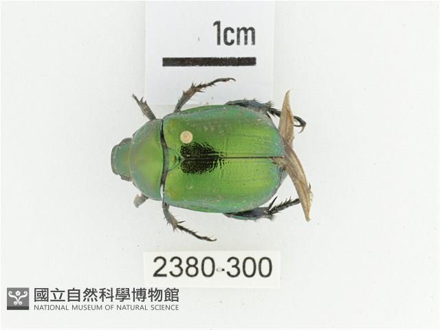 艷金龜藏品圖，第1張