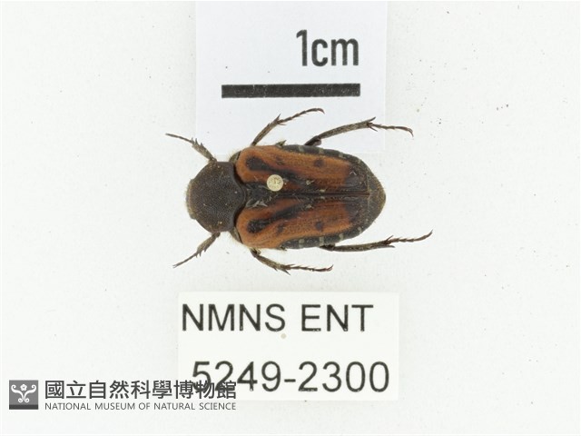 黑斑陷紋金龜藏品圖，第1張
