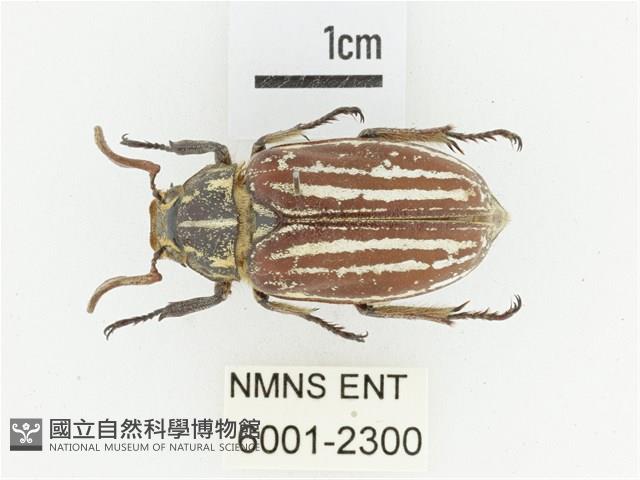 臺灣白條金龜藏品圖，第1張